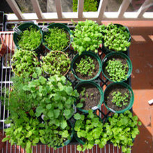 Vegetable Gardening