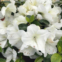 Current Featured Plants - Products