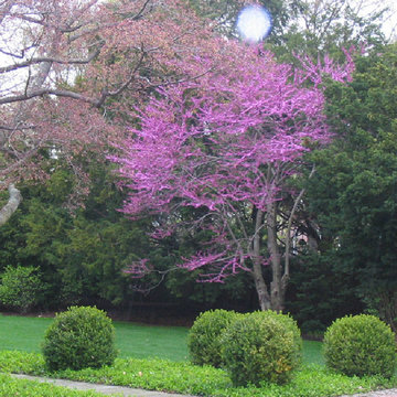 Chestnut Hill