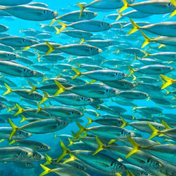 Schooling Together by Joel Coleman - Photographs