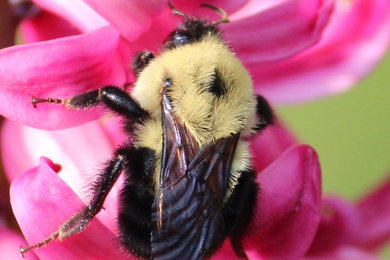 Ispirazione per un giardino