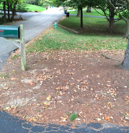 Need Ideas for under Pine Trees