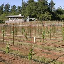 Grape Vines
