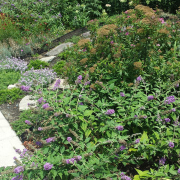 Small Urban Garden - Summer