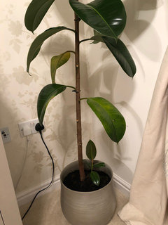 Advice on my Rubber Plant Houzz UK