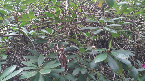 Rhody Pruning Project