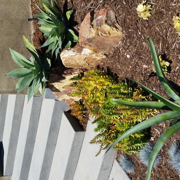 DROUGHT TOLERANT