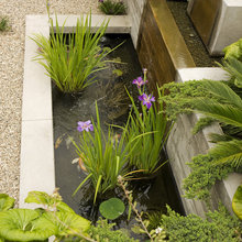 pond