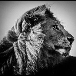 Laurent Baheux - Products