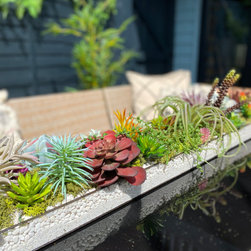 Faux Succulents Displays - Barn renovation - Plants