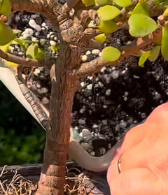 Jade plant soil? | Houzz Forum