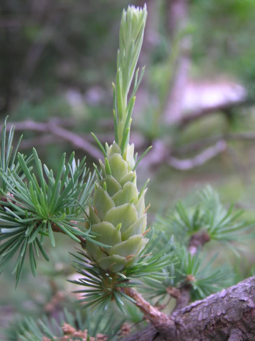 Larix gmelinii var. principisruppiechtii.....