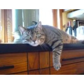 Rachel Bouchard's photo