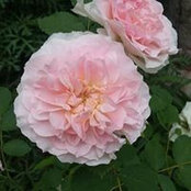 Amy Becker's photo