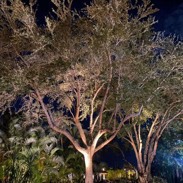 After - Landscape Lighting