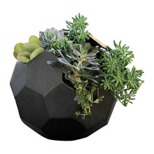 Succulent plant arrangement