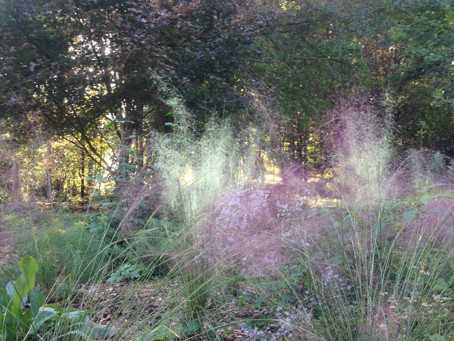 Crooked Oak Rain Garden
