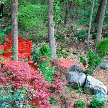 Japanese-inspired fern garden