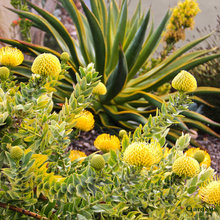 Native Cut flower Garden