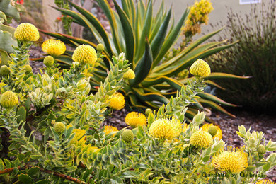 Design ideas for a mediterranean drought-tolerant landscaping in San Luis Obispo.