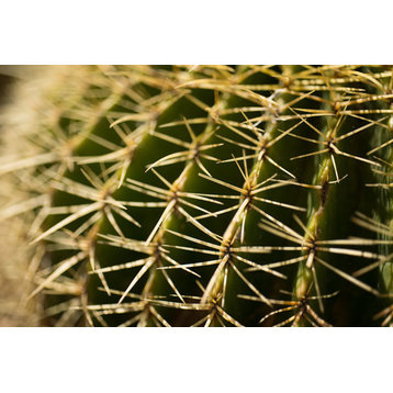 Fine Art Photograph, Cactus Detail I, Fine Art Paper Giclee