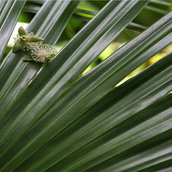 Green & Graphic - Fine Art Prints