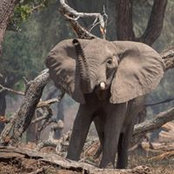 Susan Binney's photo