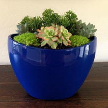 plants