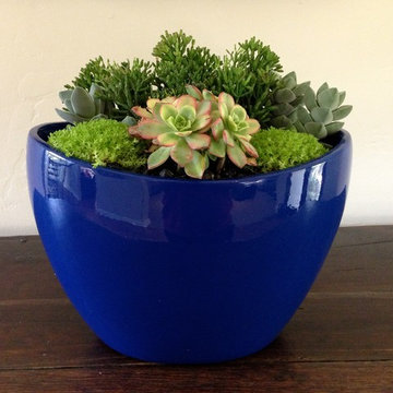 Residential Interior Plants