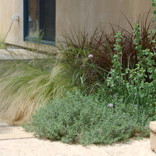 Garden Plants