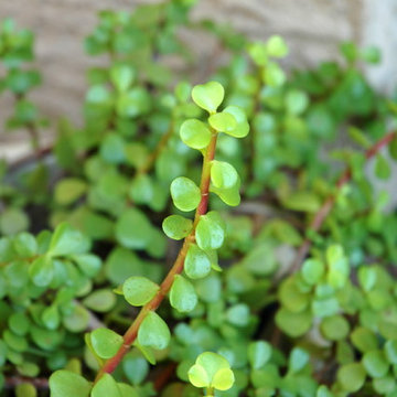 Succulents