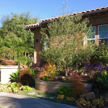 La Costa Oaks Drought-Tolerant