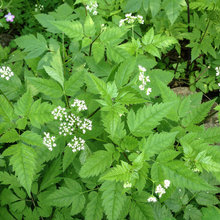 Janejenn - Easy garden plant