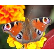 Barbara Merigeault's photo