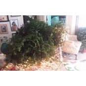 Elizabeth Freeman's photo