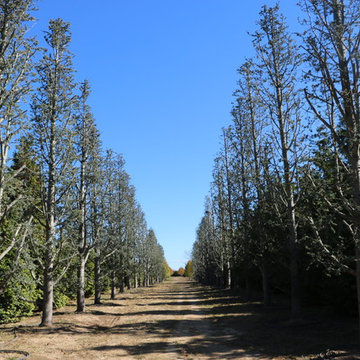 Southampton Farm