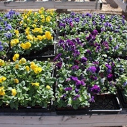 Annuals and Perennials - Outdoor Products