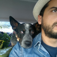 Dog pics
