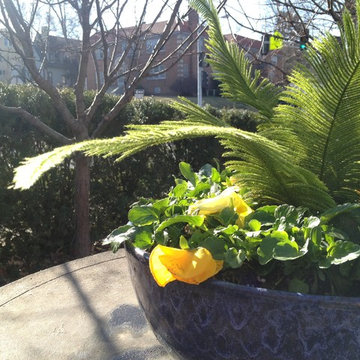 Cold Hardy Spring Containers