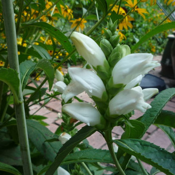 Chelone glabra