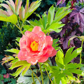 babette devereux's photo