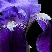 Michelle Smalls billede