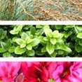 HEDGE Garden Design & Nursery's profile photo