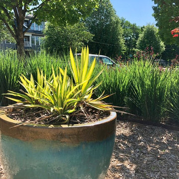 Potted Yucca and Northwind panicum.