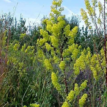 Solidago Speciosa