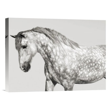 "Leia, Andalusian Pony" Stretched Canvas Giclee by Pangea Images, 16"x12"