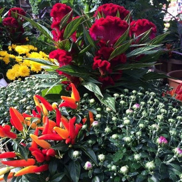 Decorative Peppers (Photo: Hicks Nursery)