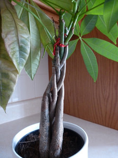 Braided Money Tree Dying - 