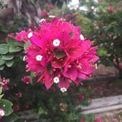 Edna Butts's photo