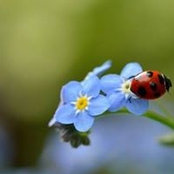 Lyudmila Arsenenko's photo